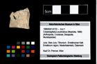 Foto (Objekt + Etikett) von Cracensigillatus acutirostrus (Moericke, 1889)  (NHMW-GEO-1990-0041-4722)
